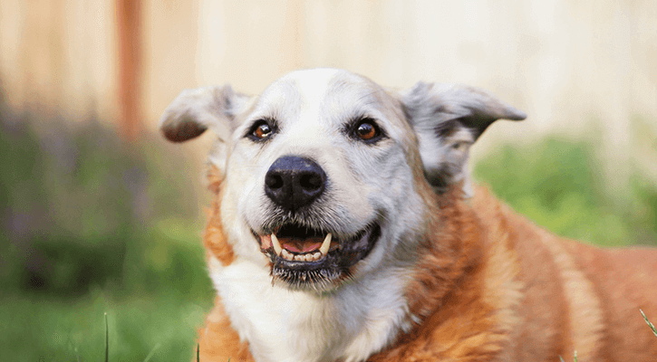 End Of Life Services For Pets | Oak Grove Animal Hospital