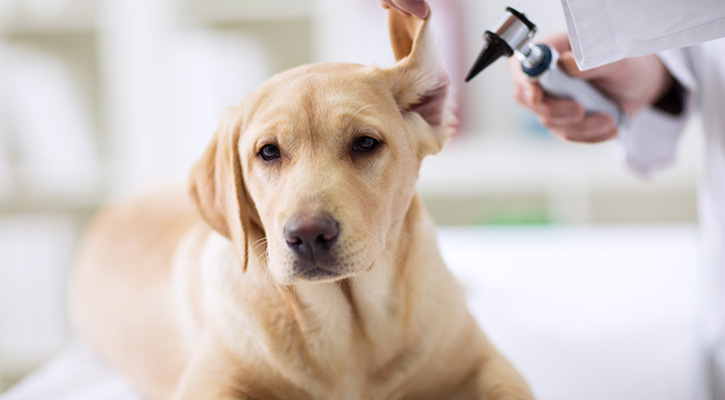 Preventative Care & Vaccinations For Pets