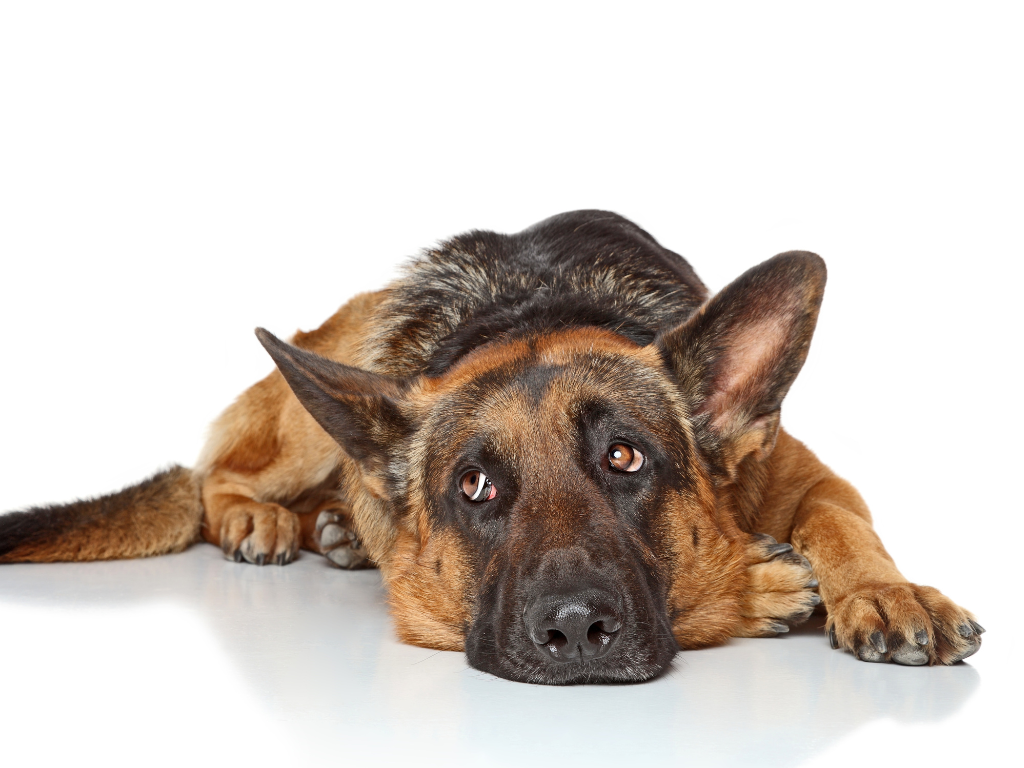 Shock Wave Therapy GSD Shock Wave Therapy GSD